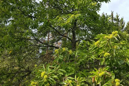 Strom gaštana jedlého