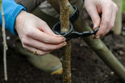 Pripevňovanie stromčeka o oporný kolík
