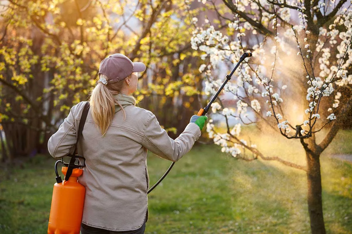 Pestovateľka aplikuje preventívny postrek na slivkový strom