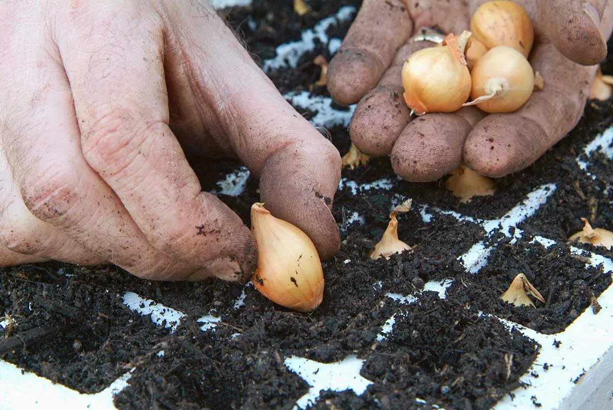 Predpestovanie cibule sadzačky v sadbovačoch