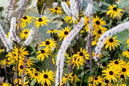 Rudbekia žiarivá ‘Goldsturm’ a ploštičník strapcovitý