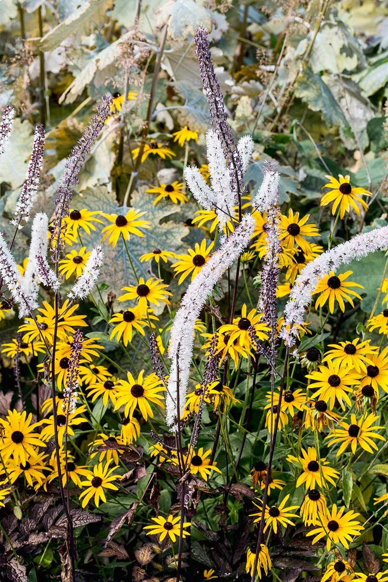 Rudbekia žiarivá ‘Goldsturm’ a ploštičník strapcovitý