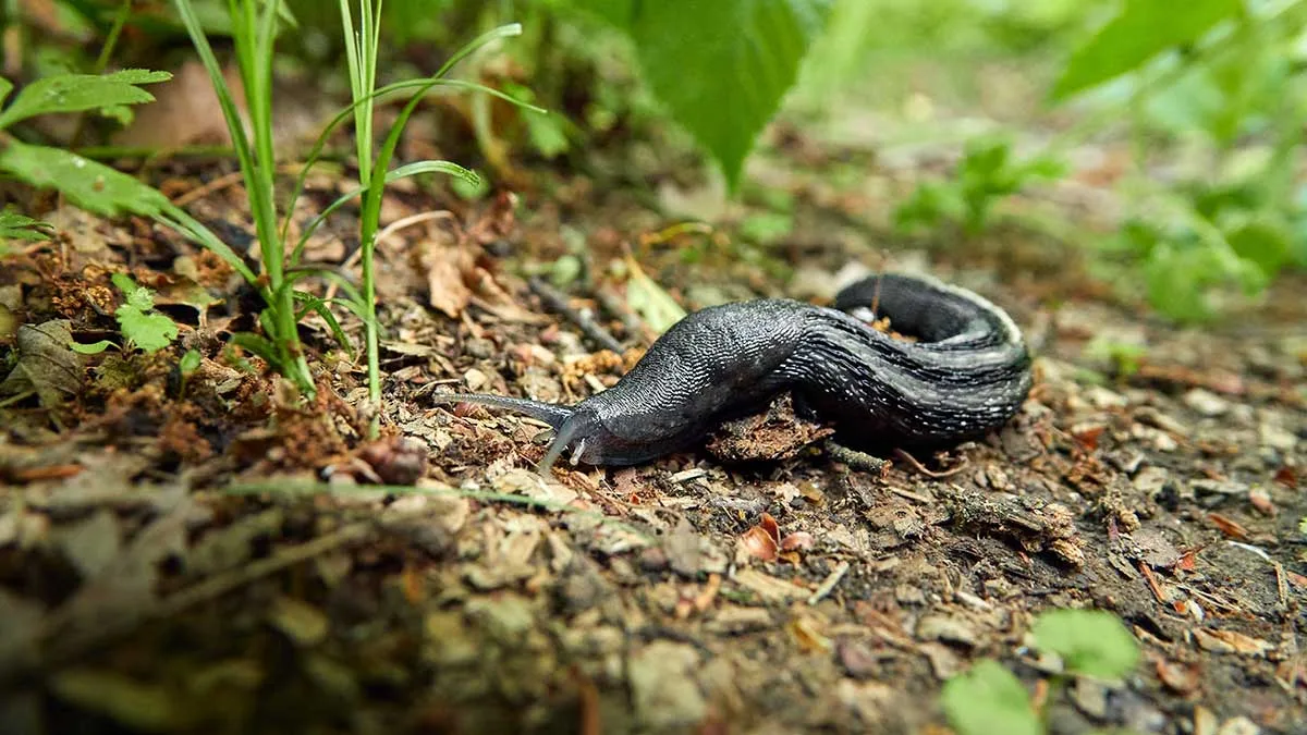 Slizniak pásavý je všežravec podobne ako slizniak najväčší.