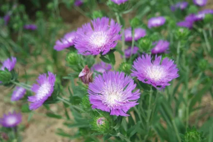 Stokézia hladká v záhrade
