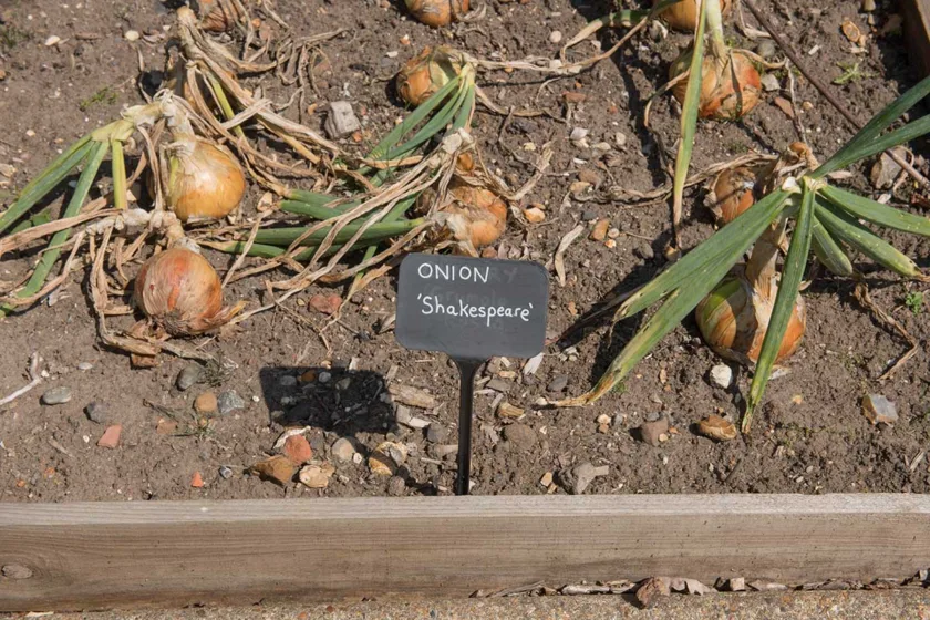 Ozimná cibuľa sadzačka Shakespeare