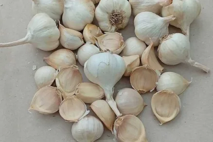 Odroda cesnaku Mojmír