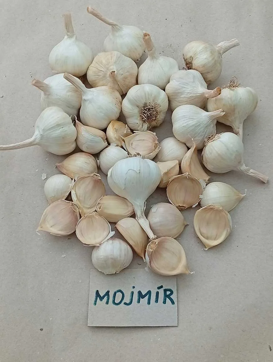 Odroda cesnaku Mojmír