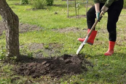 Záhradkárka zakopáva do pôdy zvyšky rastlín