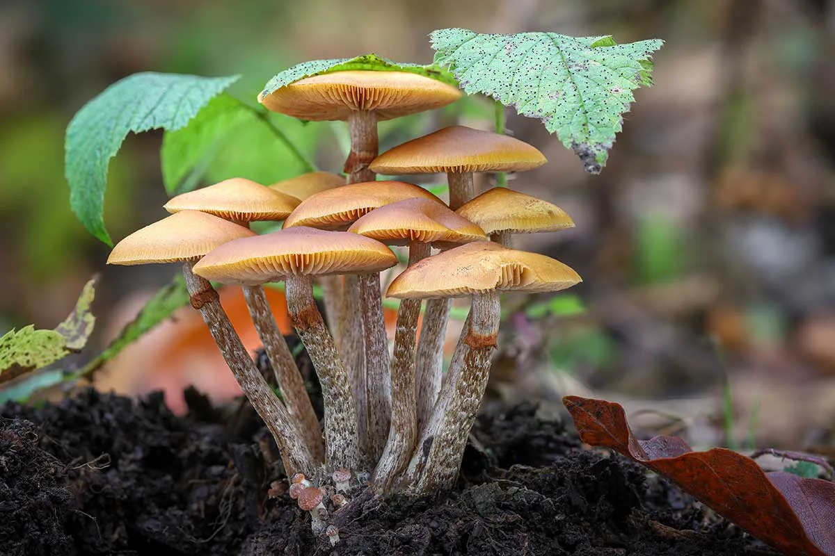 Kapucňovka okrovohnedastá (Galerina marginata)