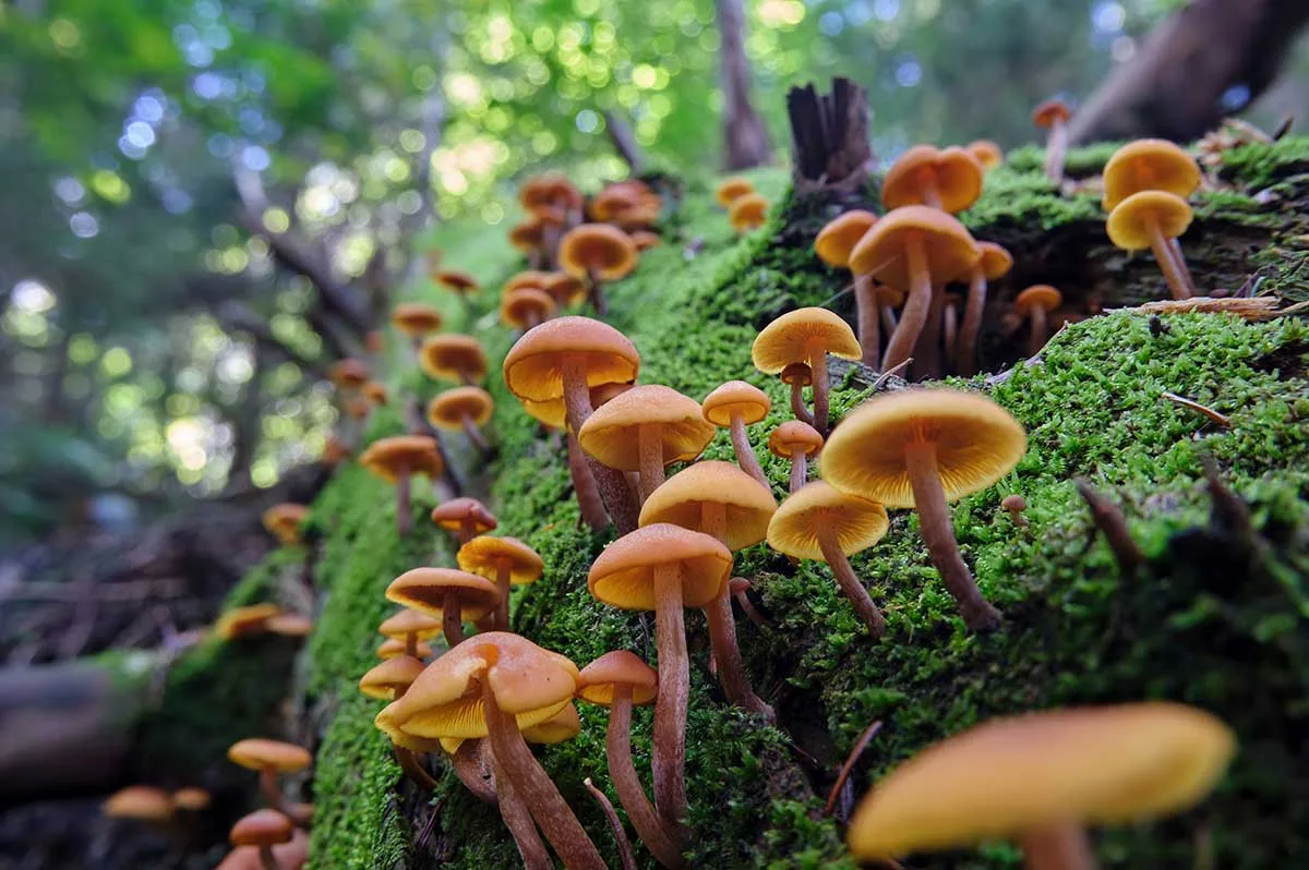 Kapucňovka okrovohnedastá (Galerina marginata)