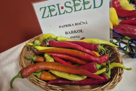 Paprika ročná Barkol