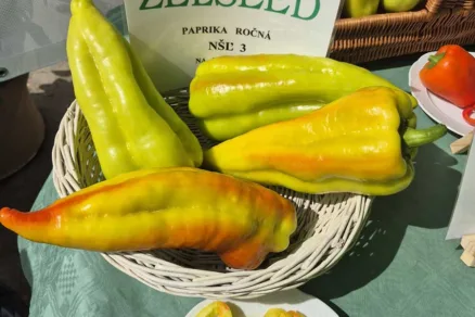 Paprika ročná od Zelseed