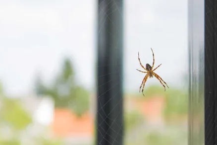 Pavúk prichytený na pavučine na okne
