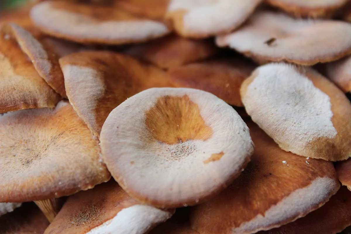 Podpňovky bezprosteňové s bielym výtrusným prachom na klobúčikoch