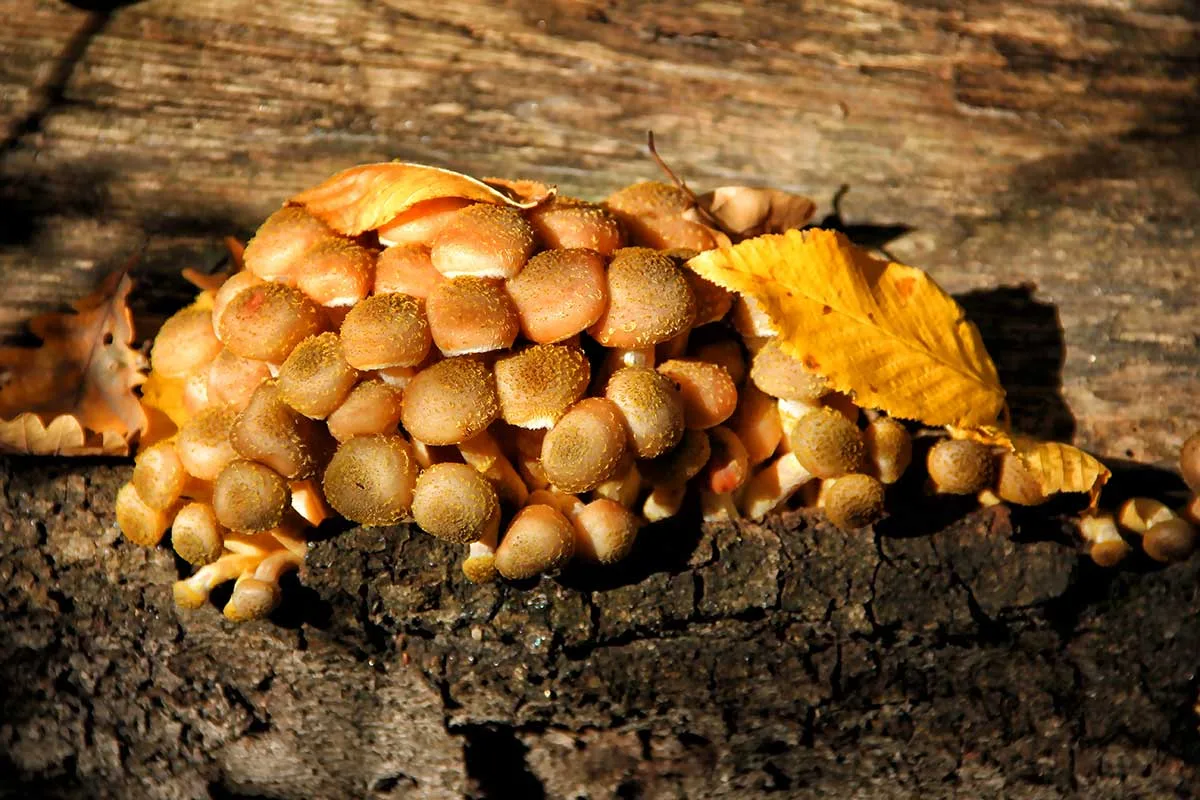 Podpňovka obyčajná (Armillaria mellea)