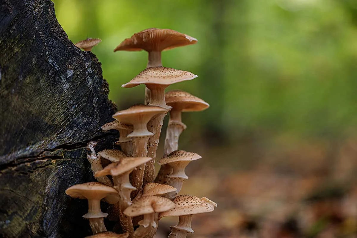 Podpňovka smreková (Armillaria ostoyae)