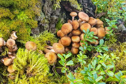 Podpňovka žltá (Armillaria gallica)