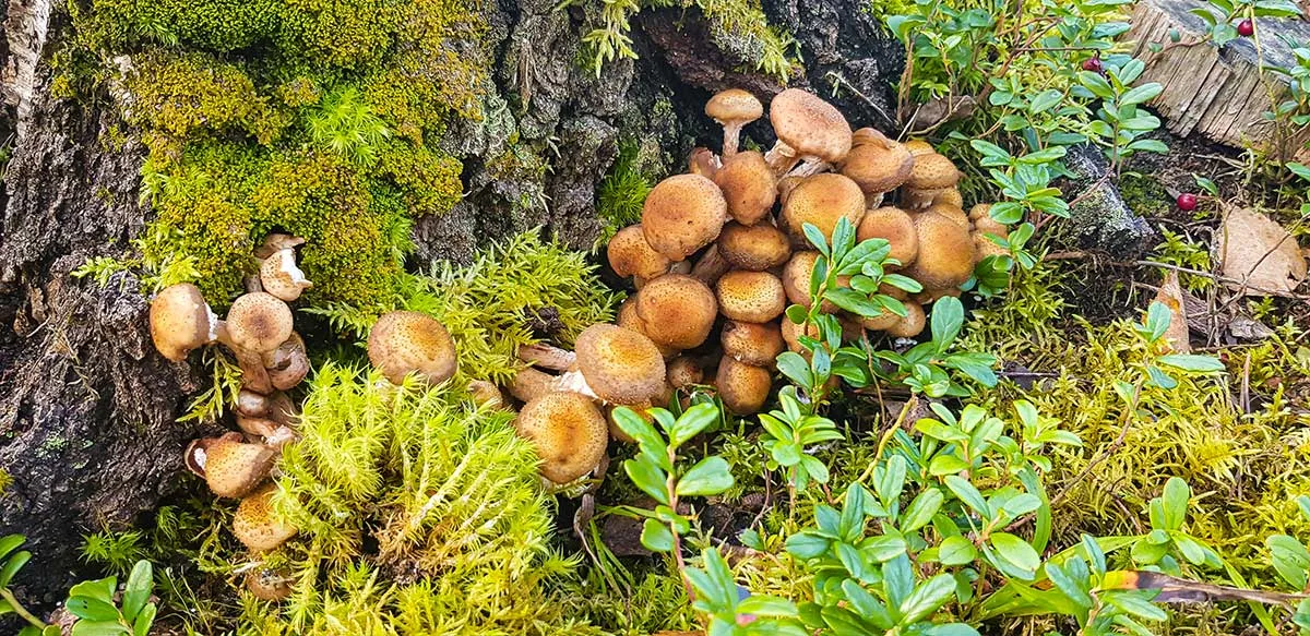 Podpňovka žltá (Armillaria gallica)