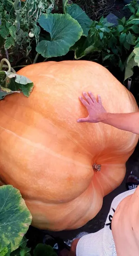 Rekordná slovenská tekvica menom Žofka