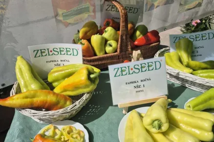 Výstava a ochutnávka vypestovaných paprík v Zelseed
