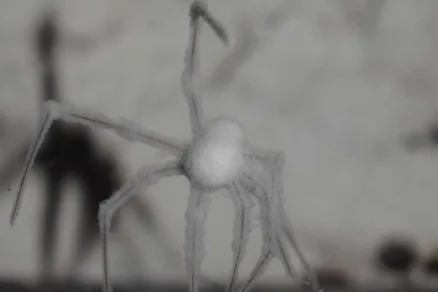 Zombie pavúk napadnutý parazitickou hubou Gibellula attenboroughii