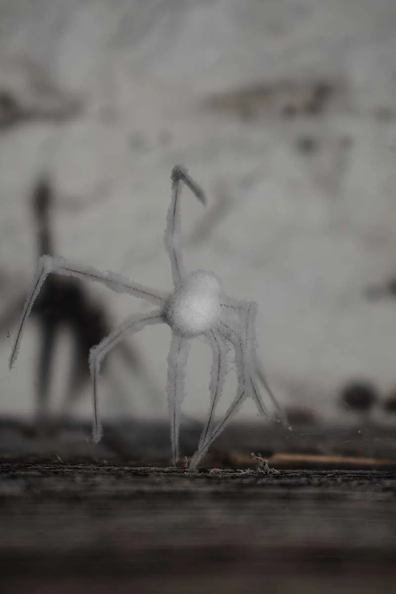 Zombie pavúk napadnutý parazitickou hubou Gibellula attenboroughii