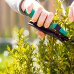 Letný rez okrasných drevín a krov nevynechajte! Poradíme, čo a ako rezať