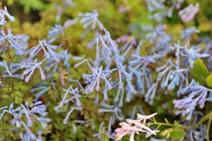 Corydalis flexuosa „Purple leaf“